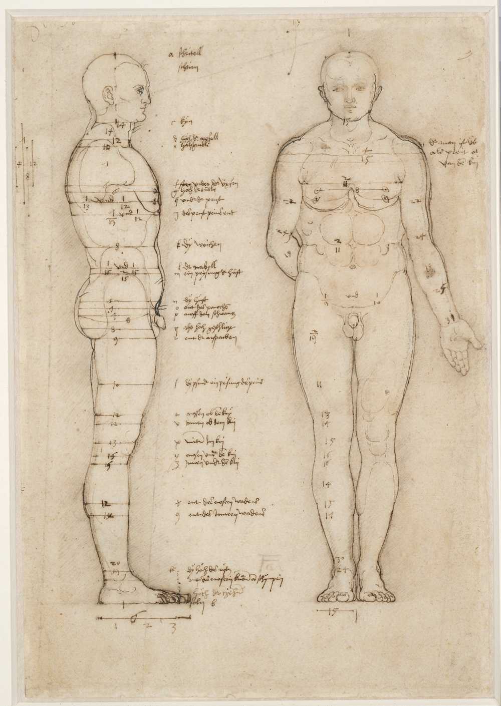 Albrecht Dürer's Sketches on Human Proportions