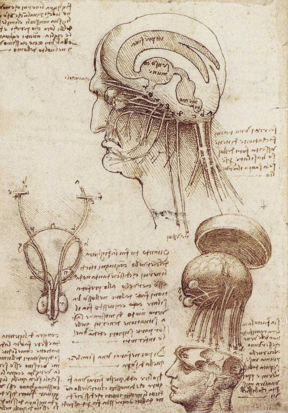 Leonardo's sketch of the human brain