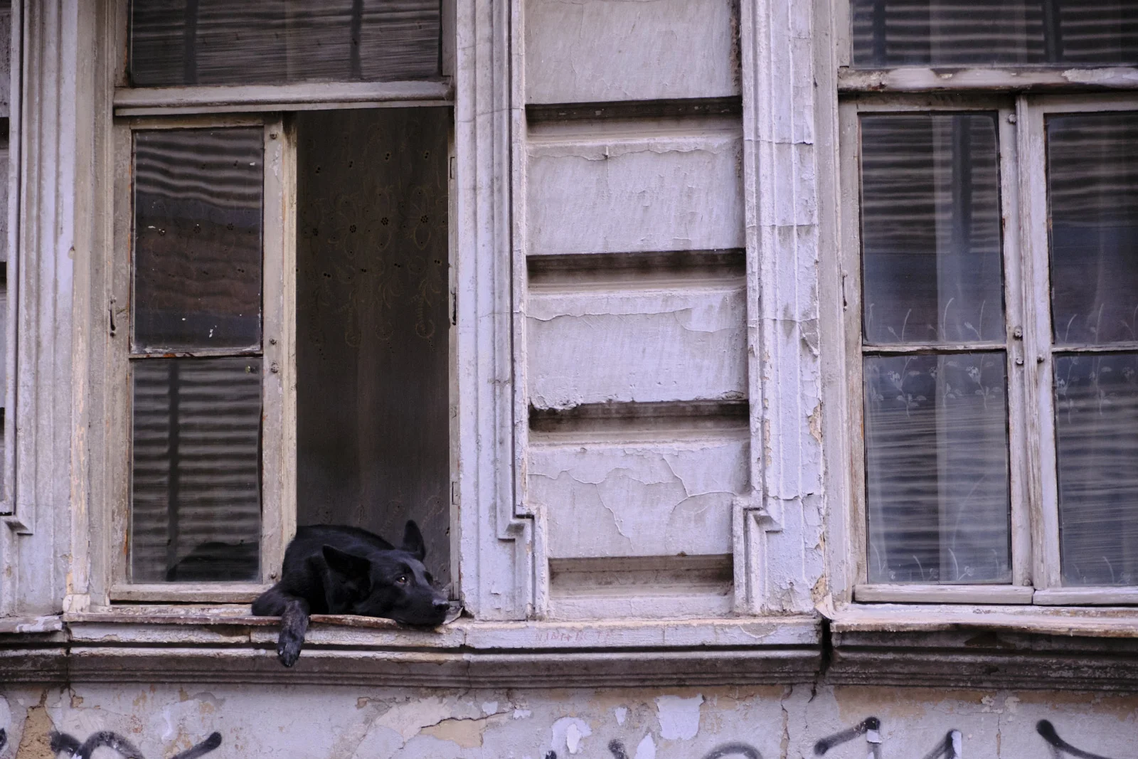 A black dog lies on the sill of a weathered open window in a peeling building facade.