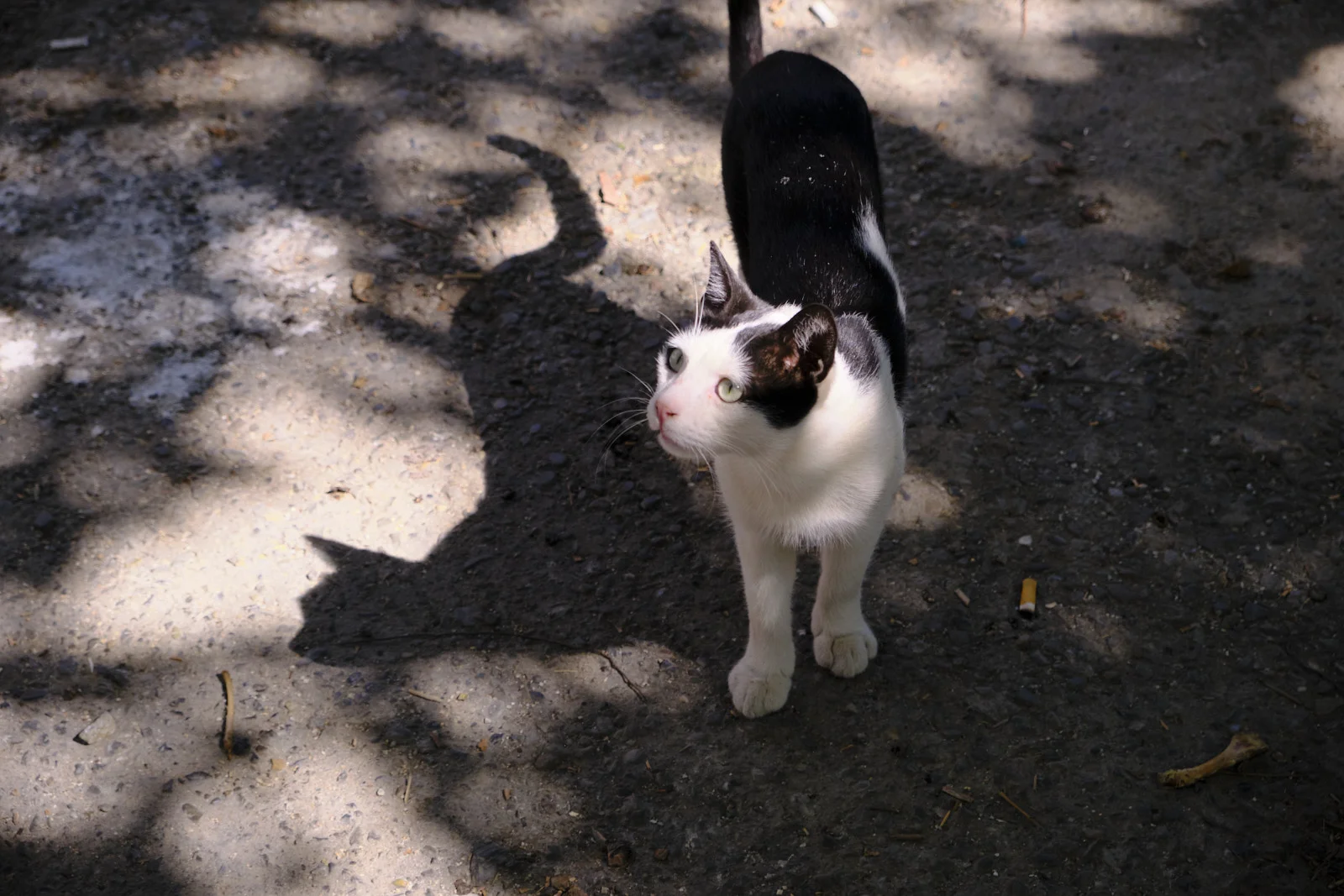 A black-and-white cat standing in dappled shade and looking up, its shadow on the pavement.