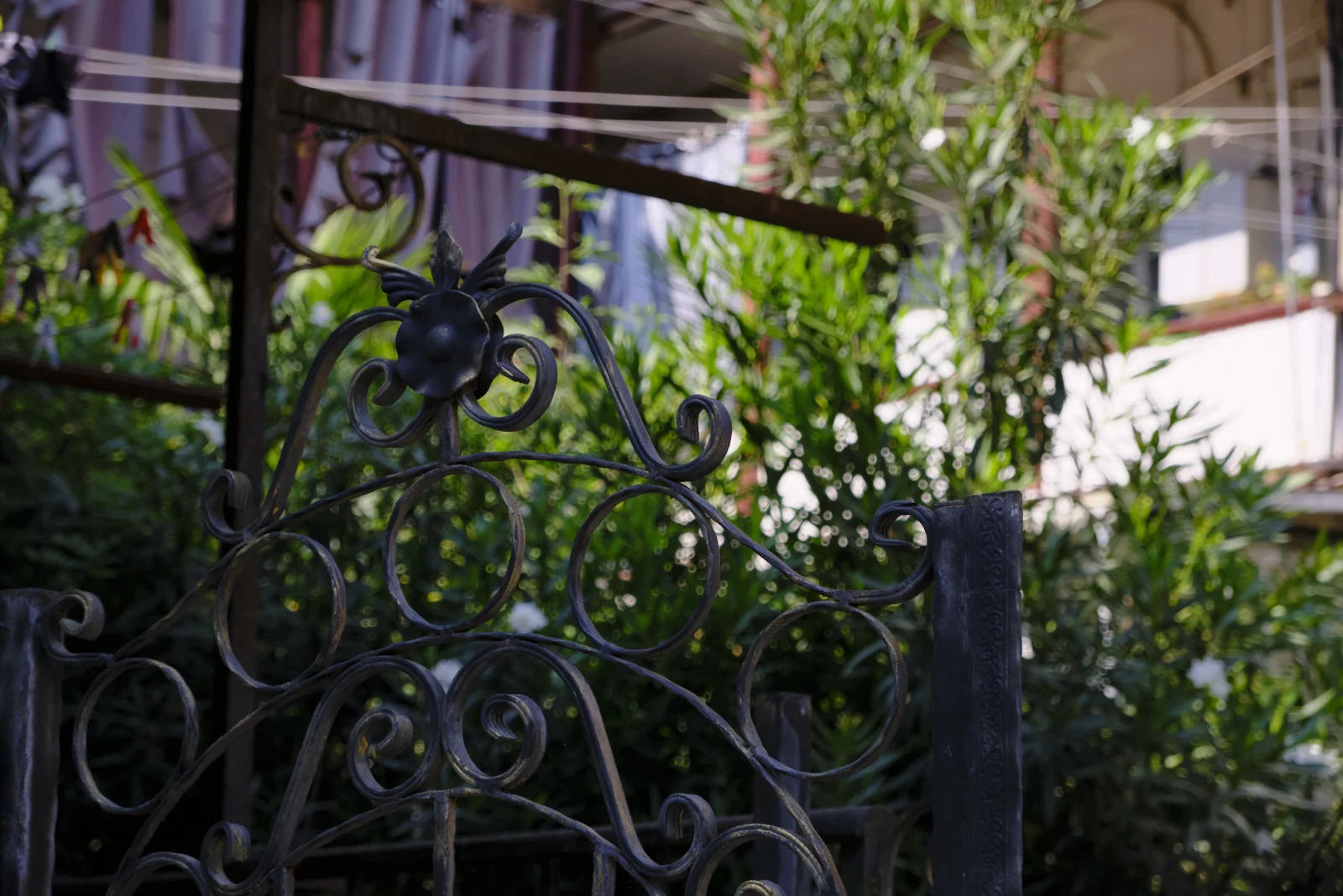 A wrought-iron gate with a flower finial, soft against green oleander.