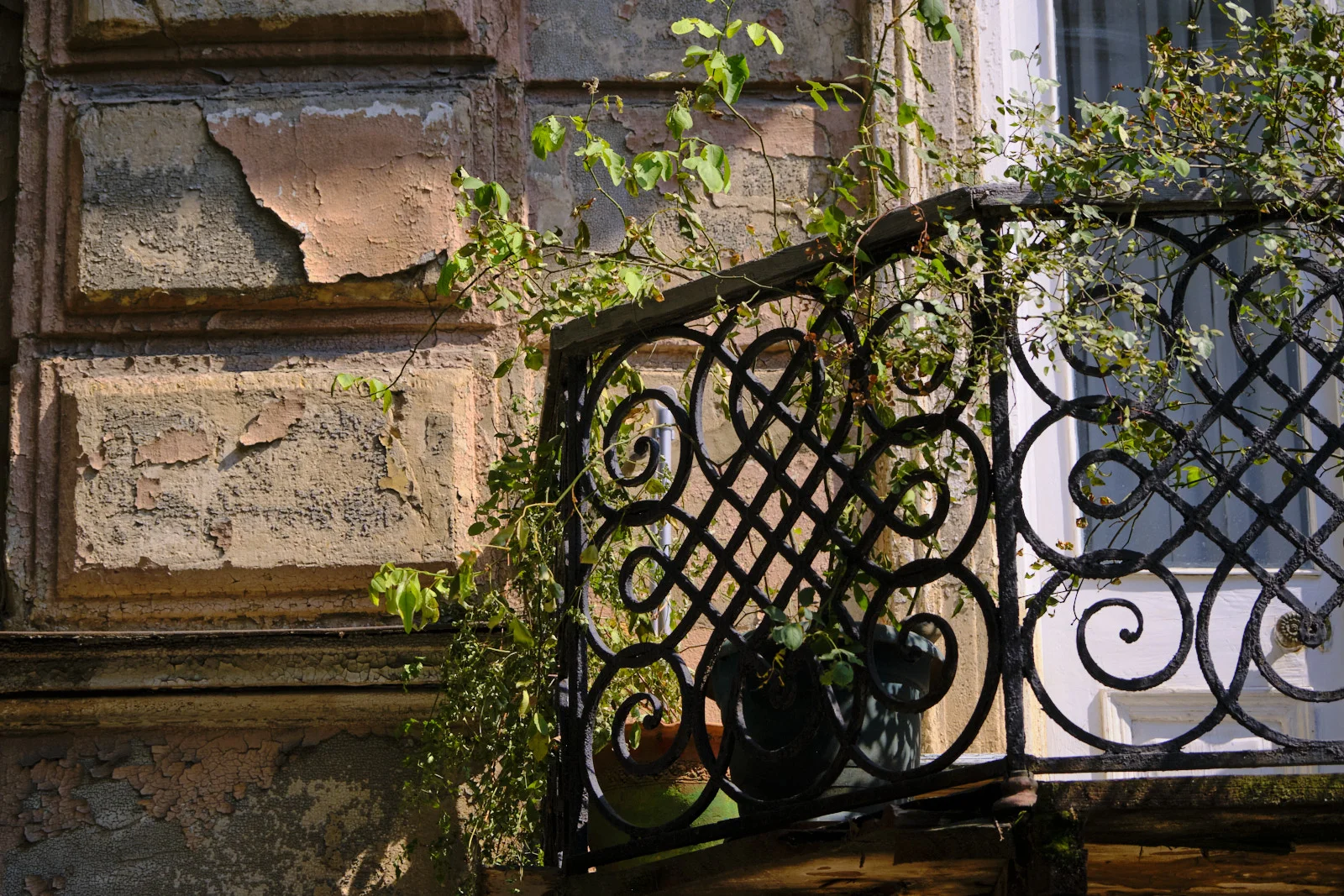 A leafy vine growing through a black iron balcony rail against peeling stone.