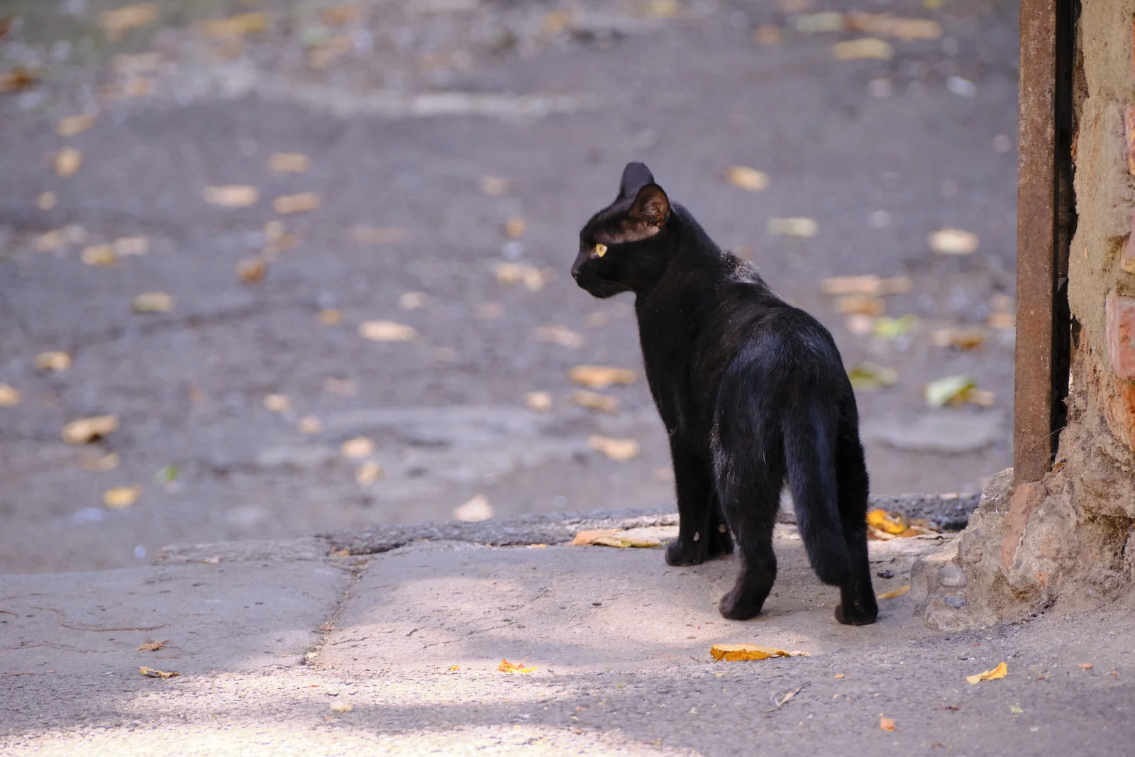 A black cat stands in profile on a concrete sidewalk beside a brick wall.