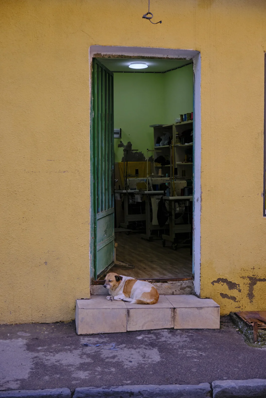 A tan-and-white dog asleep on the step of an open doorway in a yellow wall.