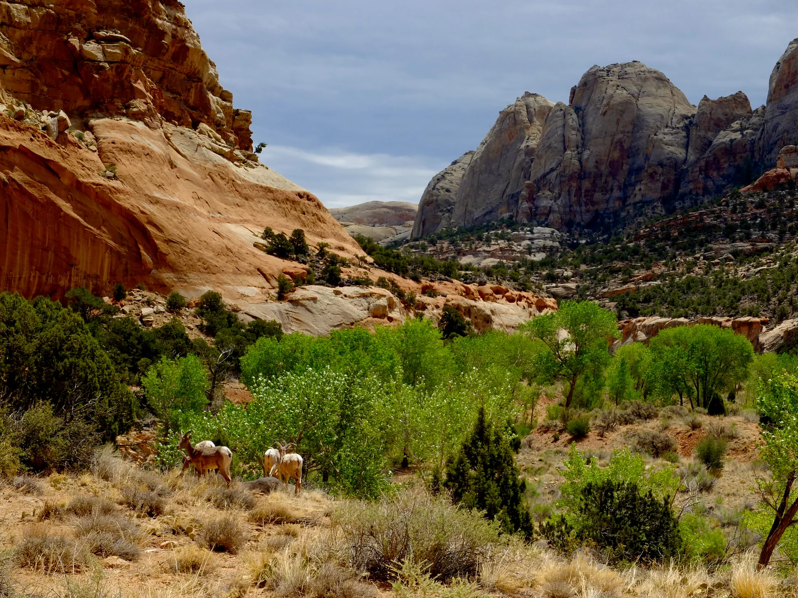 capitolreef