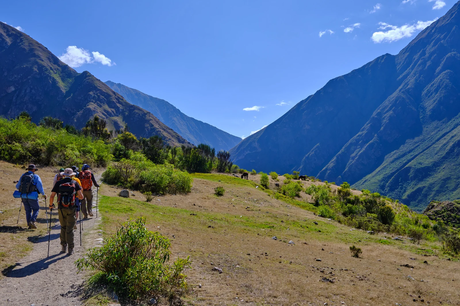 Hikers on the Inca Trail with the Urubamba valley opening ahead and horses grazing beside the path
