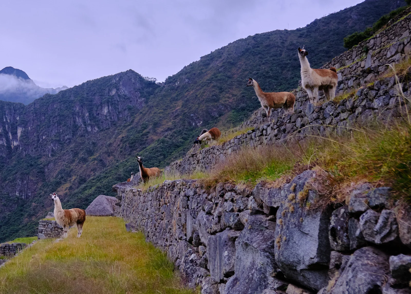 Llamas standing on the stone agricultural terraces of Machu Picchu