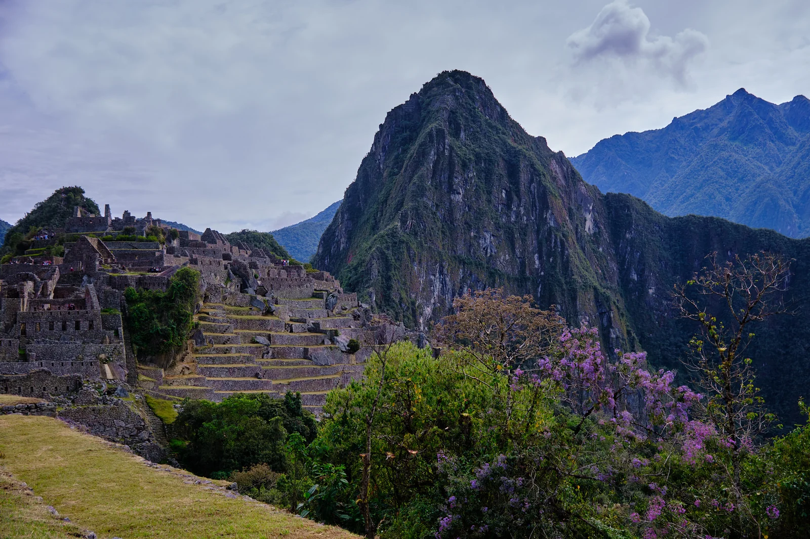 Last view of Machu Picchu and Huayna Picchu, with flowering shrubs in the foreground