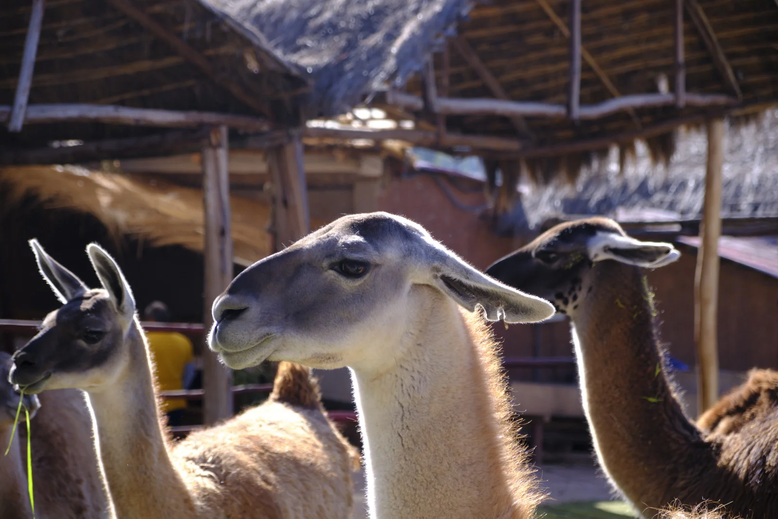 Llamas under a thatched shelter at Ccochahuasi Animal Sanctuary, on the road from Cusco into the Sacred Valley