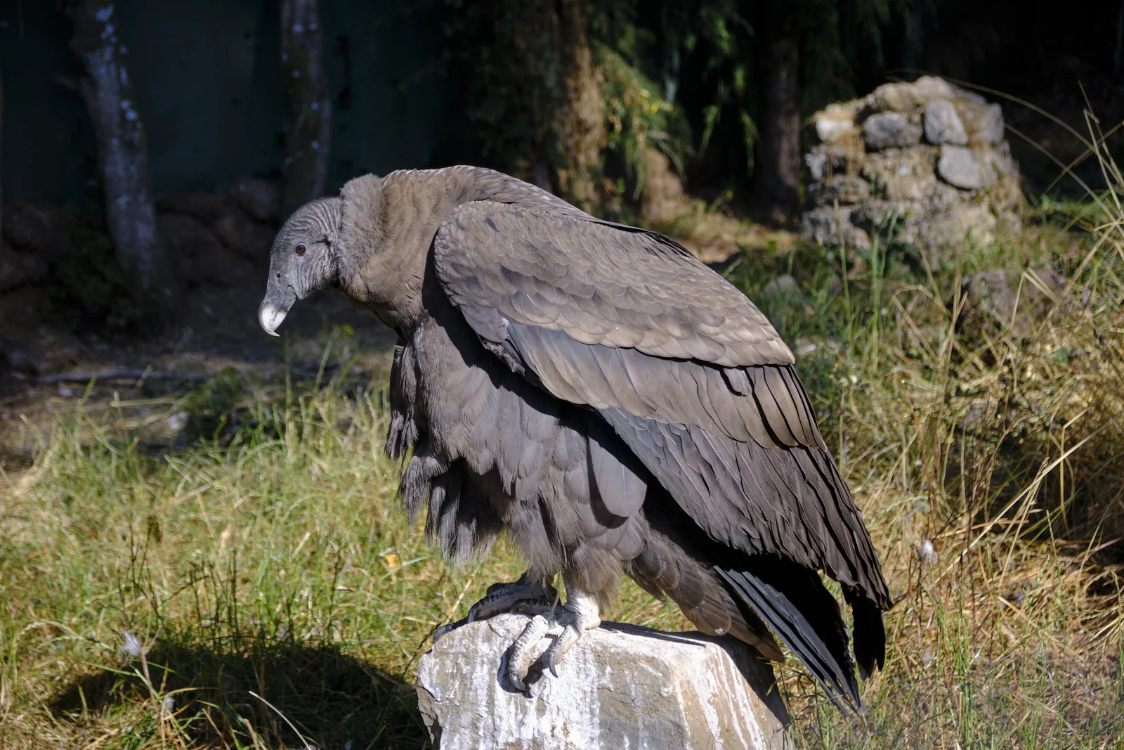 Andean condor perched on a stone block at Ccochahuasi Animal Sanctuary