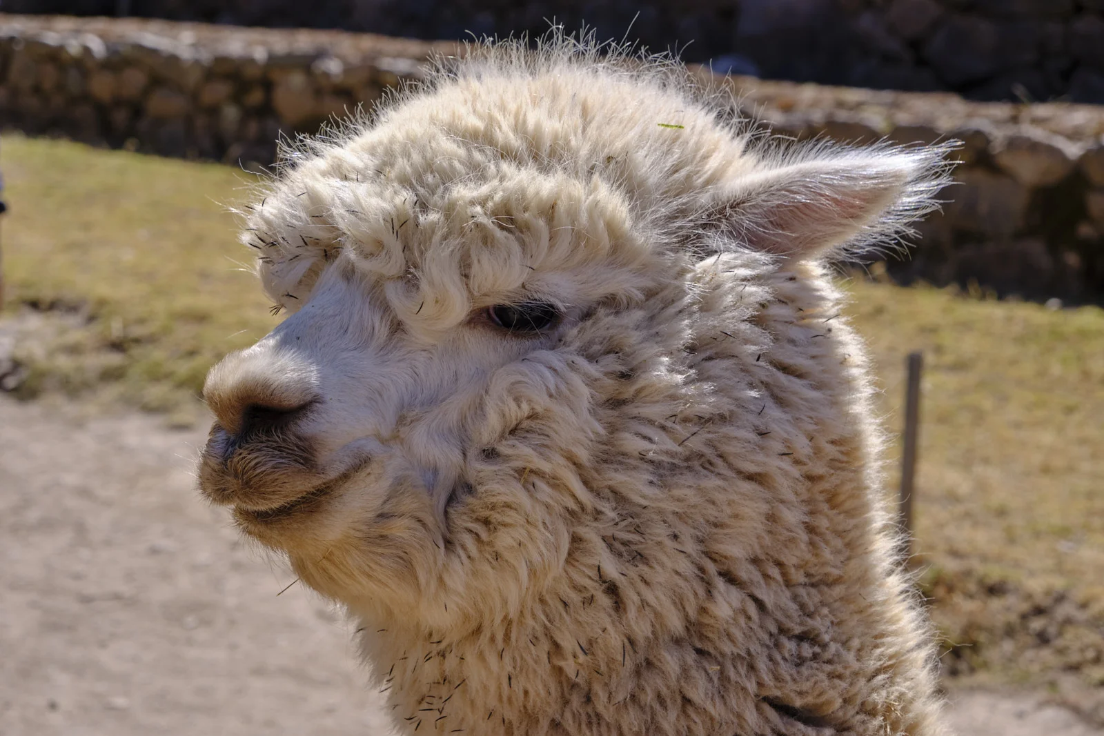 Alpaca at Ccochahuasi Animal Sanctuary, with dry grass and a low stone wall behind it