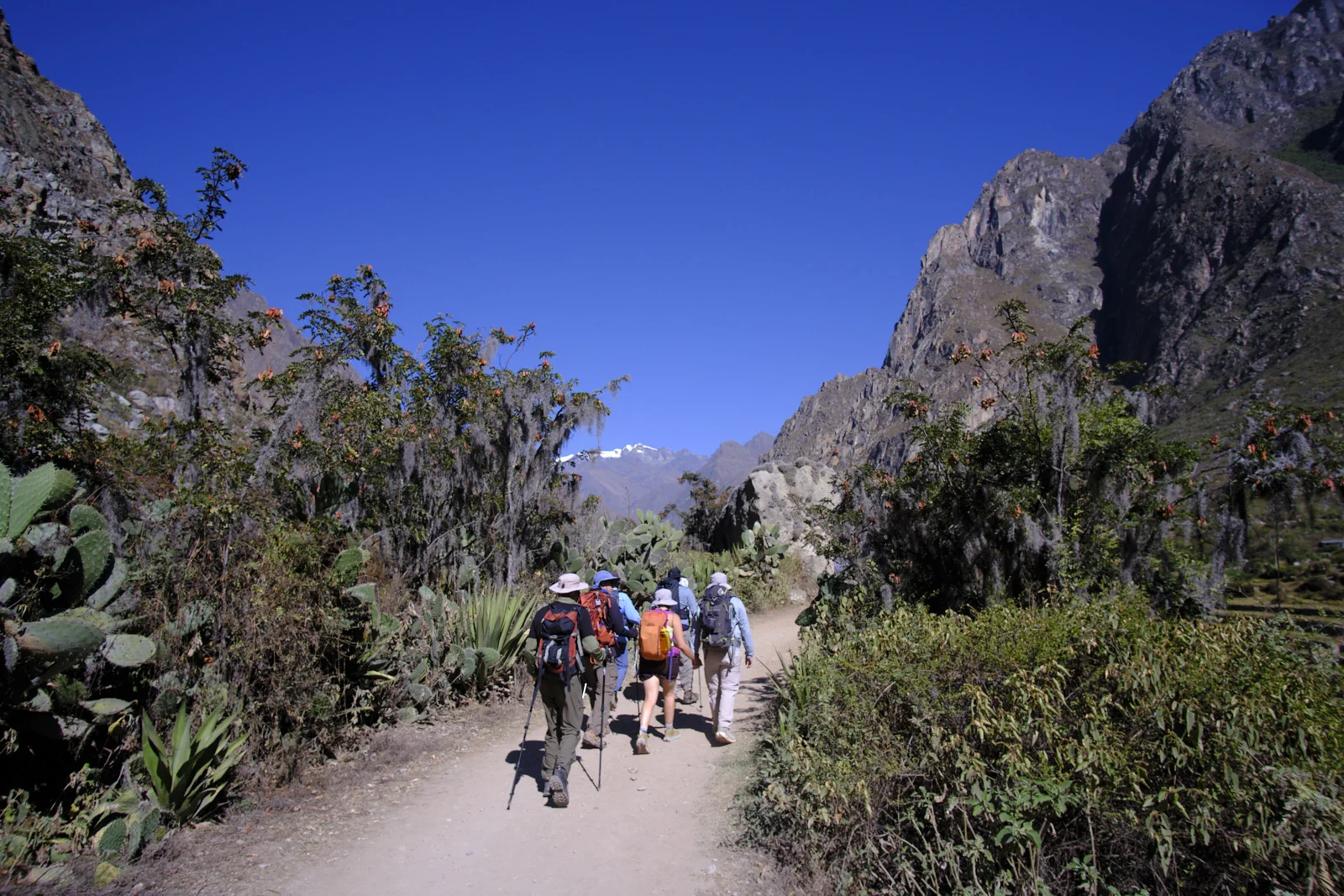 Day-1 Inca Trail through prickly pear, agave, and Spanish moss, with the Urubamba canyon and Nevado Veronica ahead