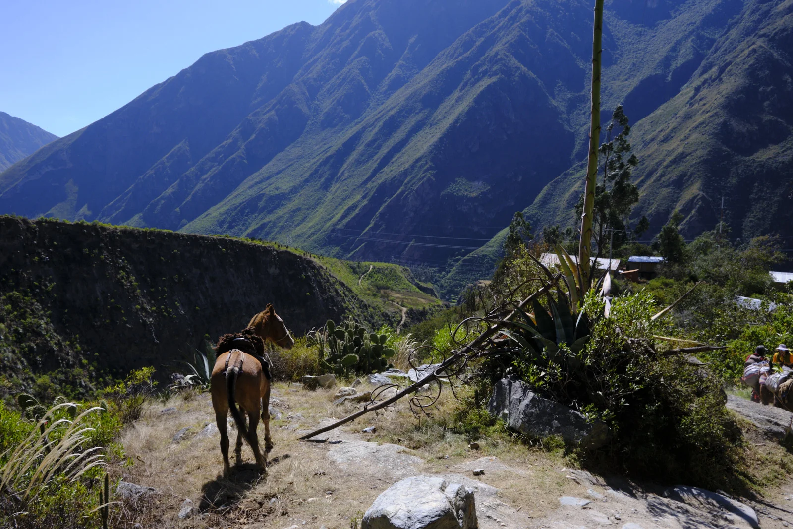 Inca Trail above the Urubamba, with agave, cactus, and steep green canyon walls; farm buildings on the far slope