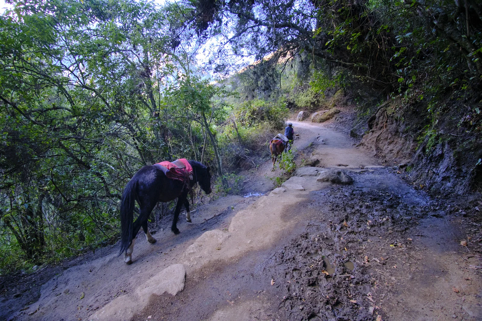 Pack horses on a muddy, tree-shaded trail near Hatunchaca camp