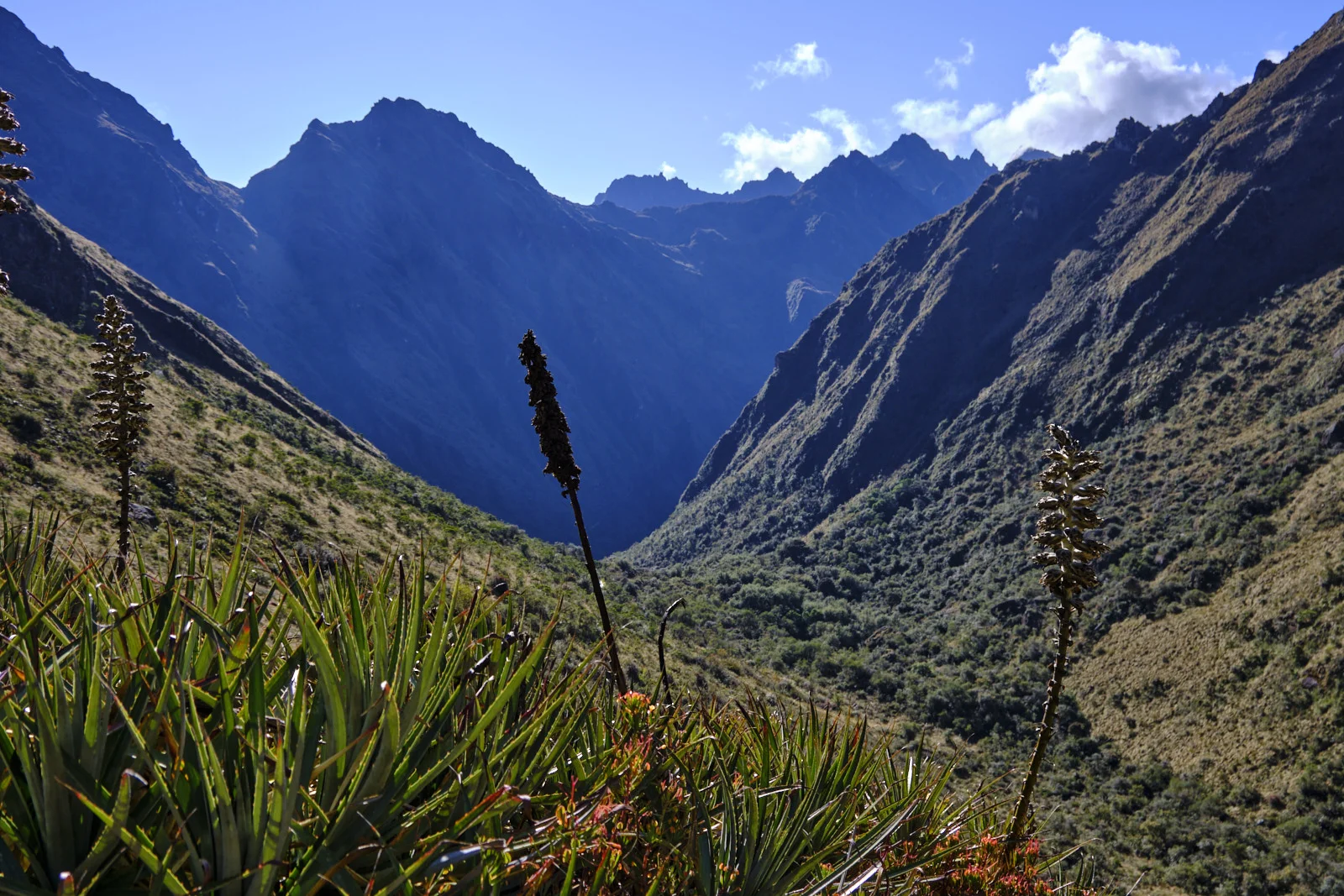 Flowering puya spikes above a deep mountain valley on the climb toward Dead Woman’s Pass