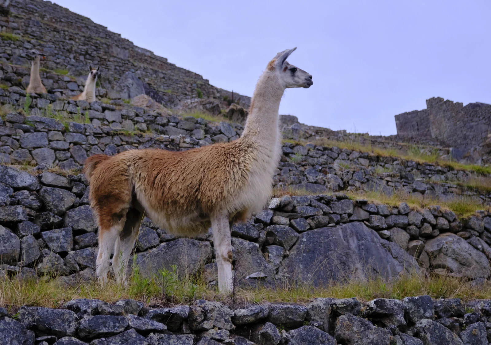 Llamas on Machu Picchu’s stone agricultural terraces at dawn