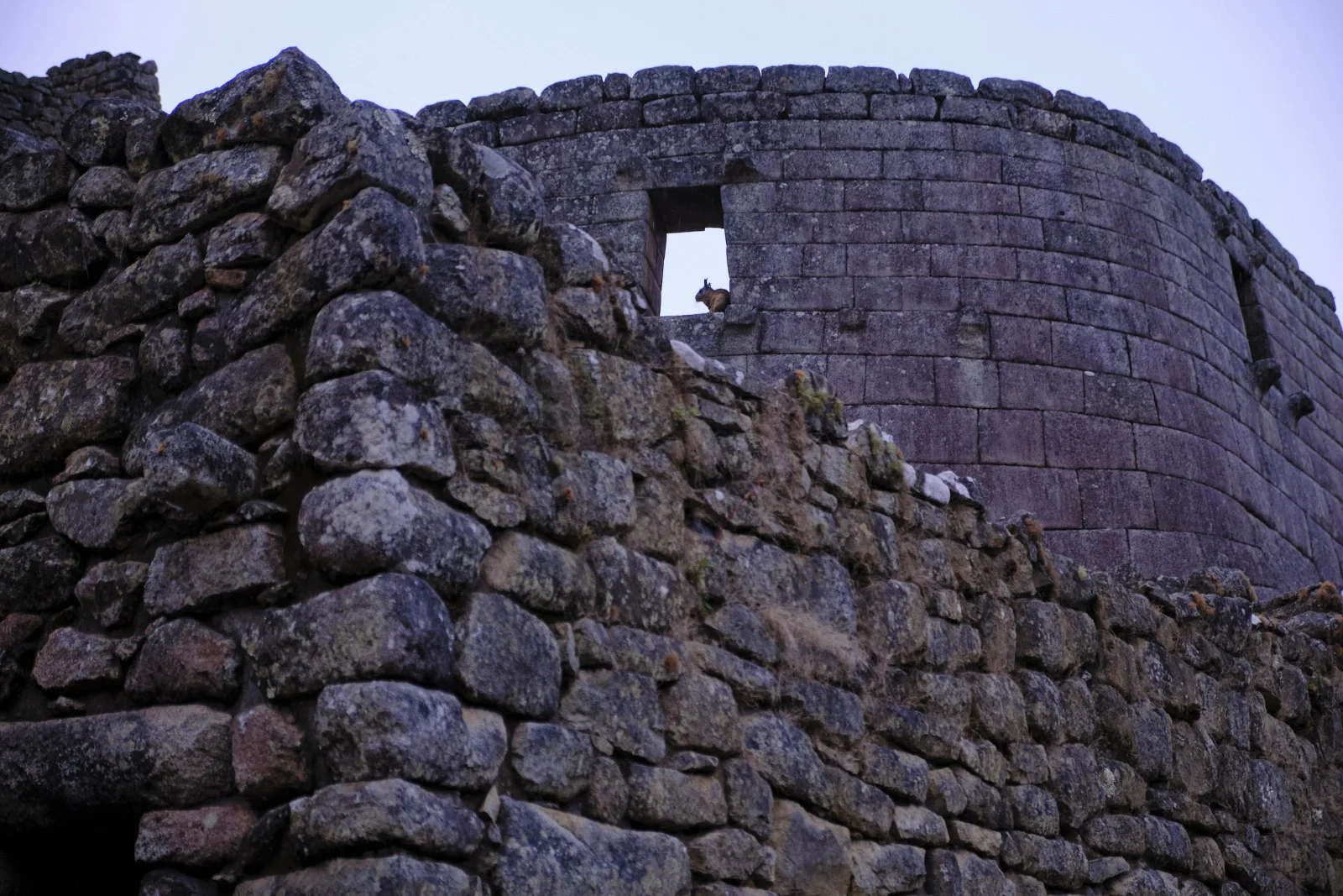 Temple of the Sun (Torreón) at Machu Picchu: curved ashlar wall with a trapezoidal window, a viscacha in the opening