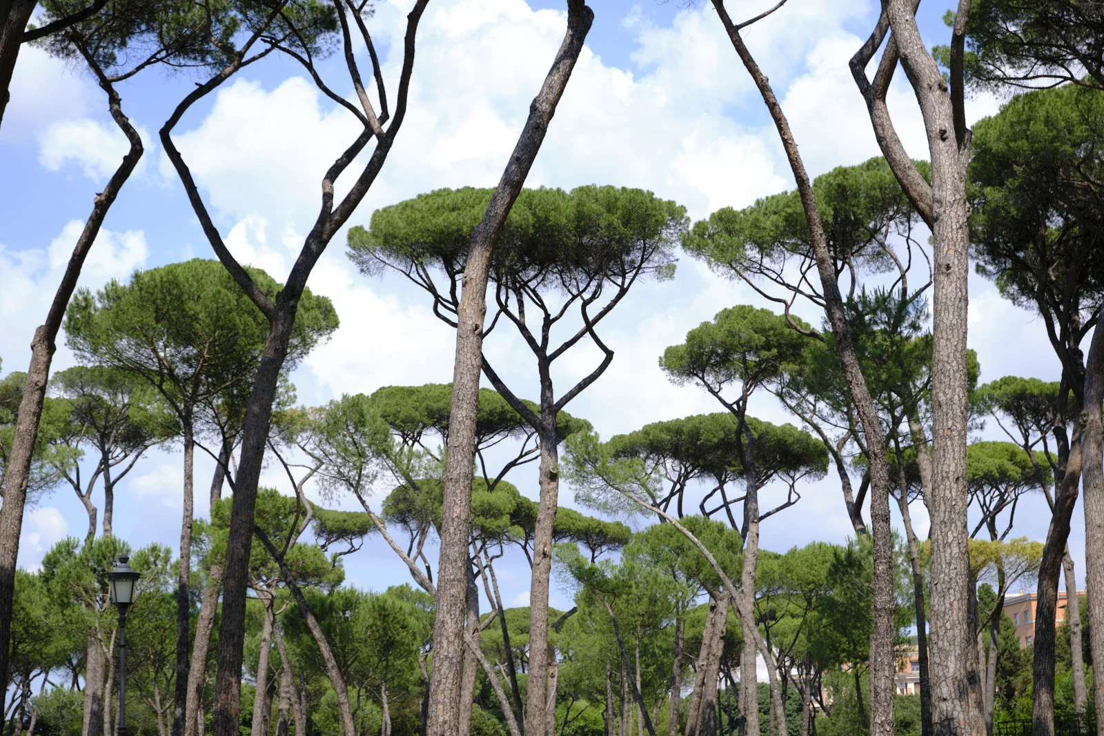 Umbrella pines against a cloudy sky in Rome