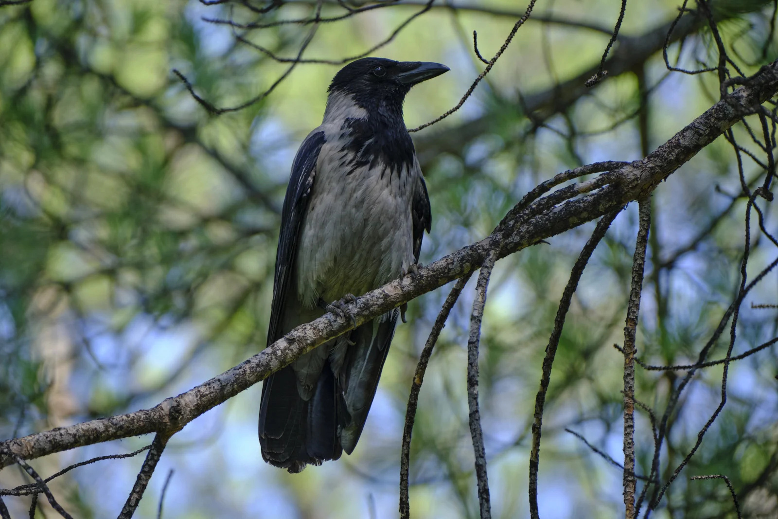 Hooded crow perched on a pine branch in Rome