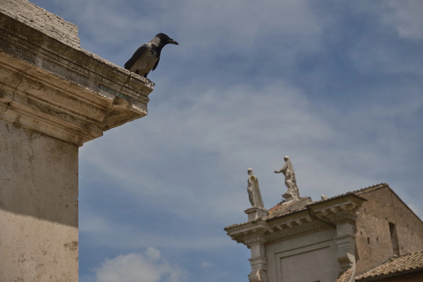 Hooded crow perched on a stone cornice in Rome