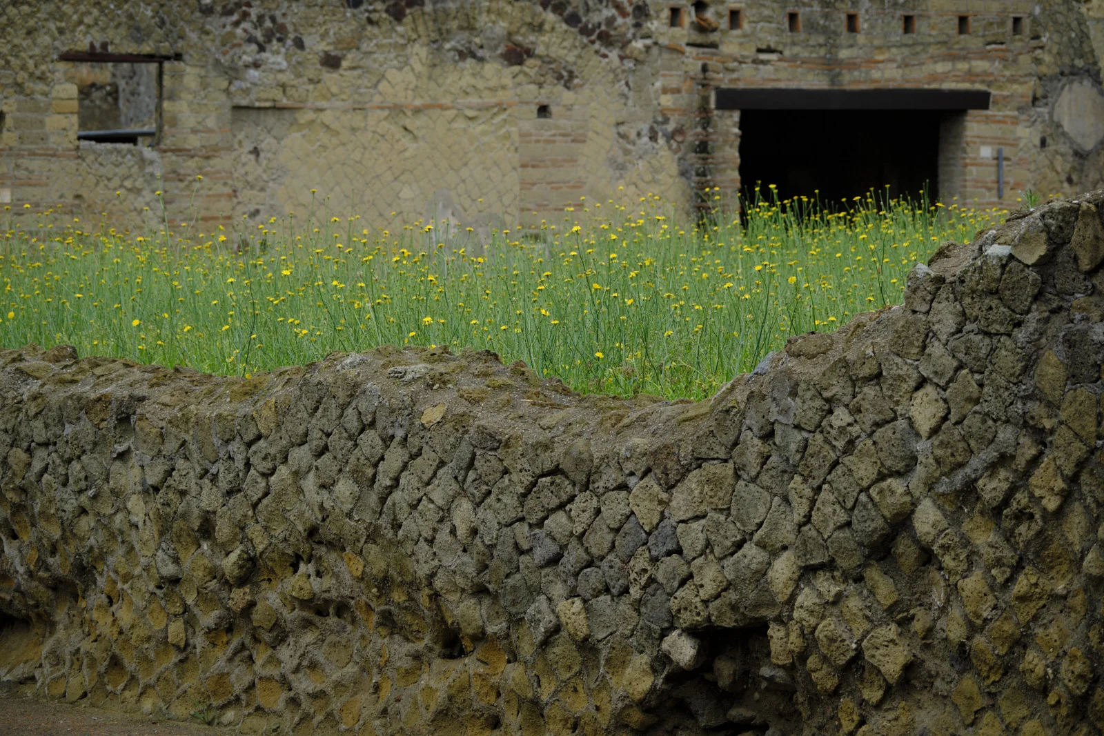 Yellow wildflowers behind a reticulated lava-stone wall at Herculaneum