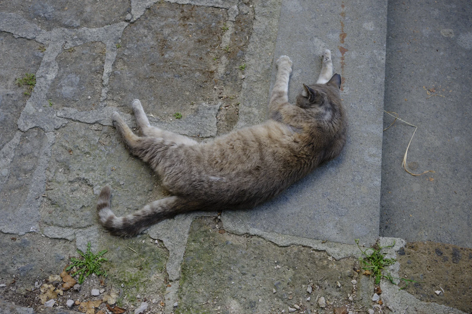Tabby cat stretched out on stone pavement