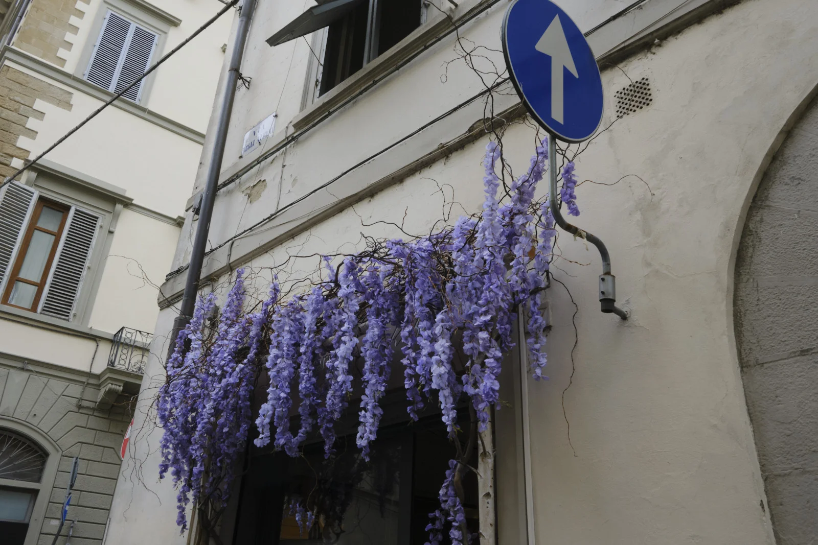 Purple wisteria hanging over a door in Florence