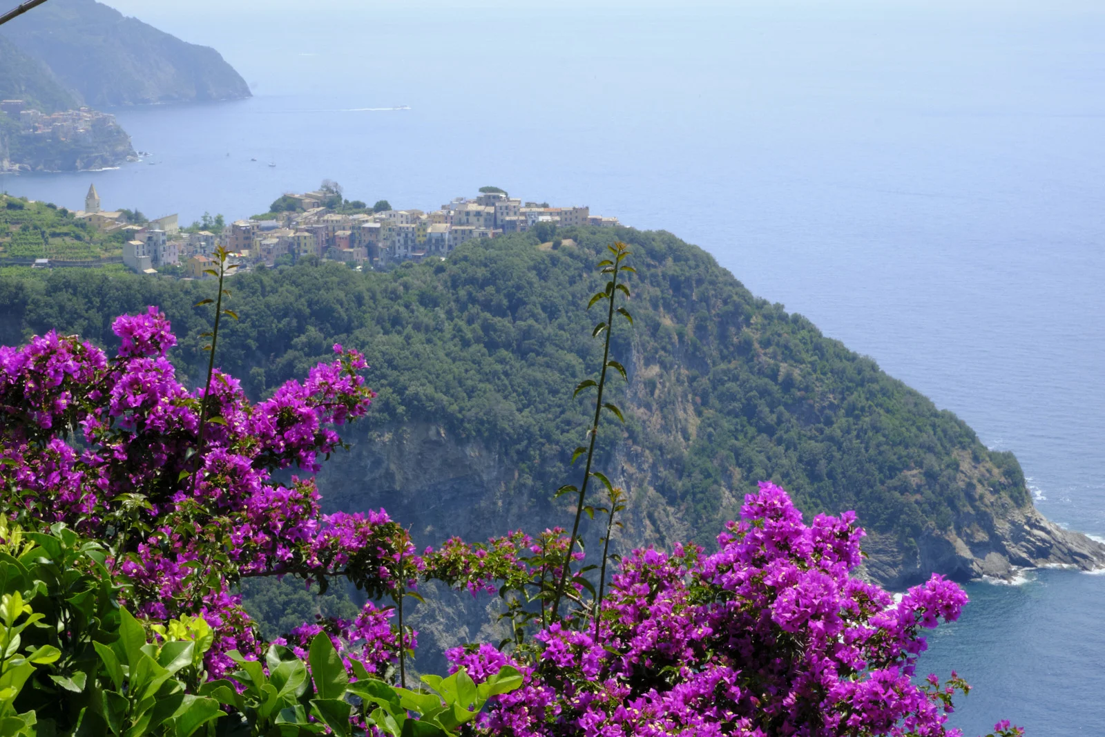 Hilltop village of Corniglia seen past purple bougainvillea