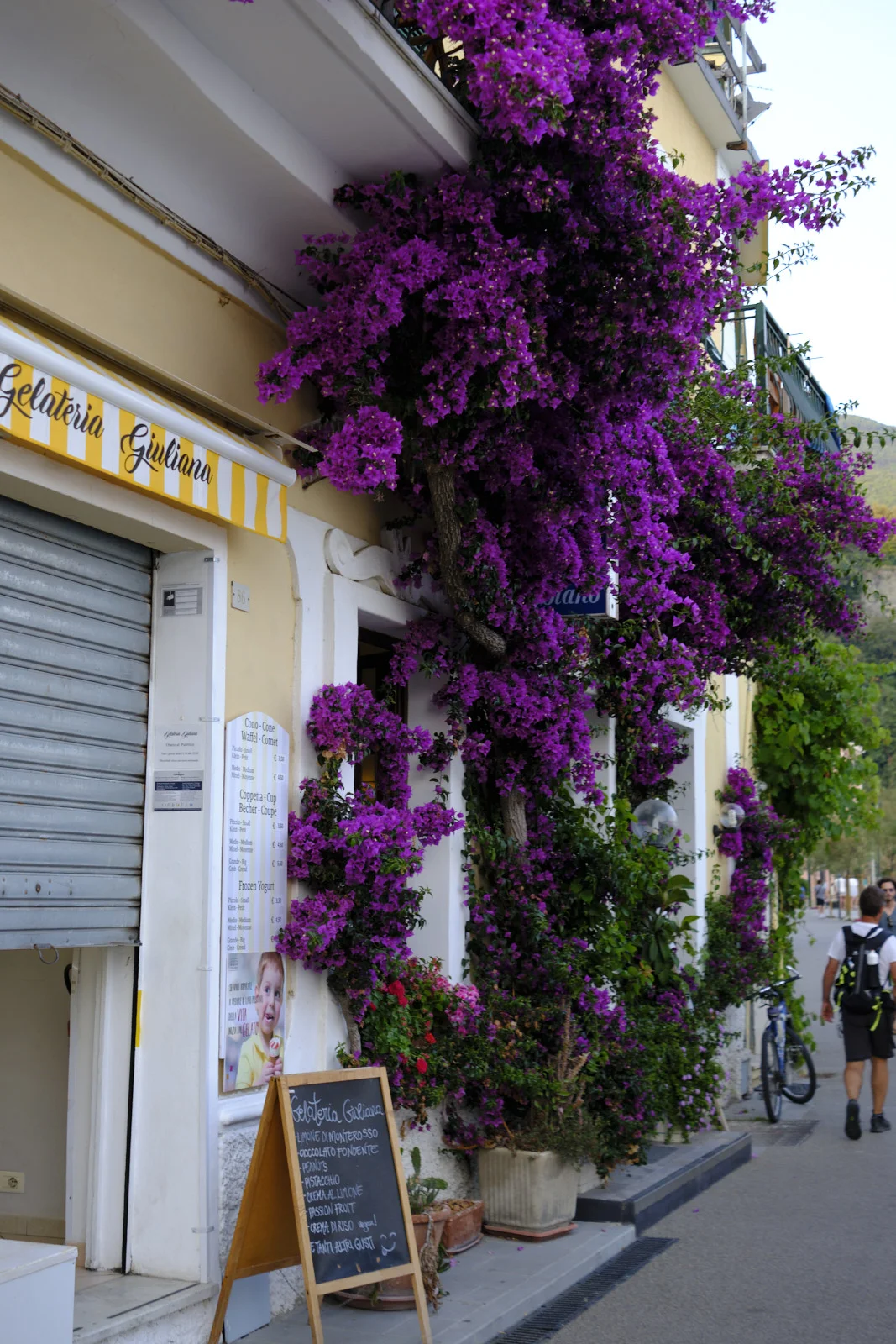 Bougainvillea covering a gelato shop in Monterosso