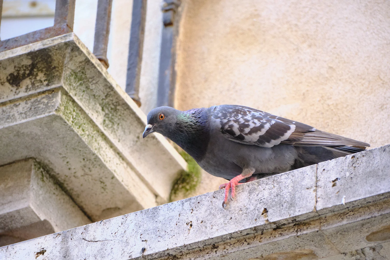 Pigeon with iridescent neck on a stone ledge