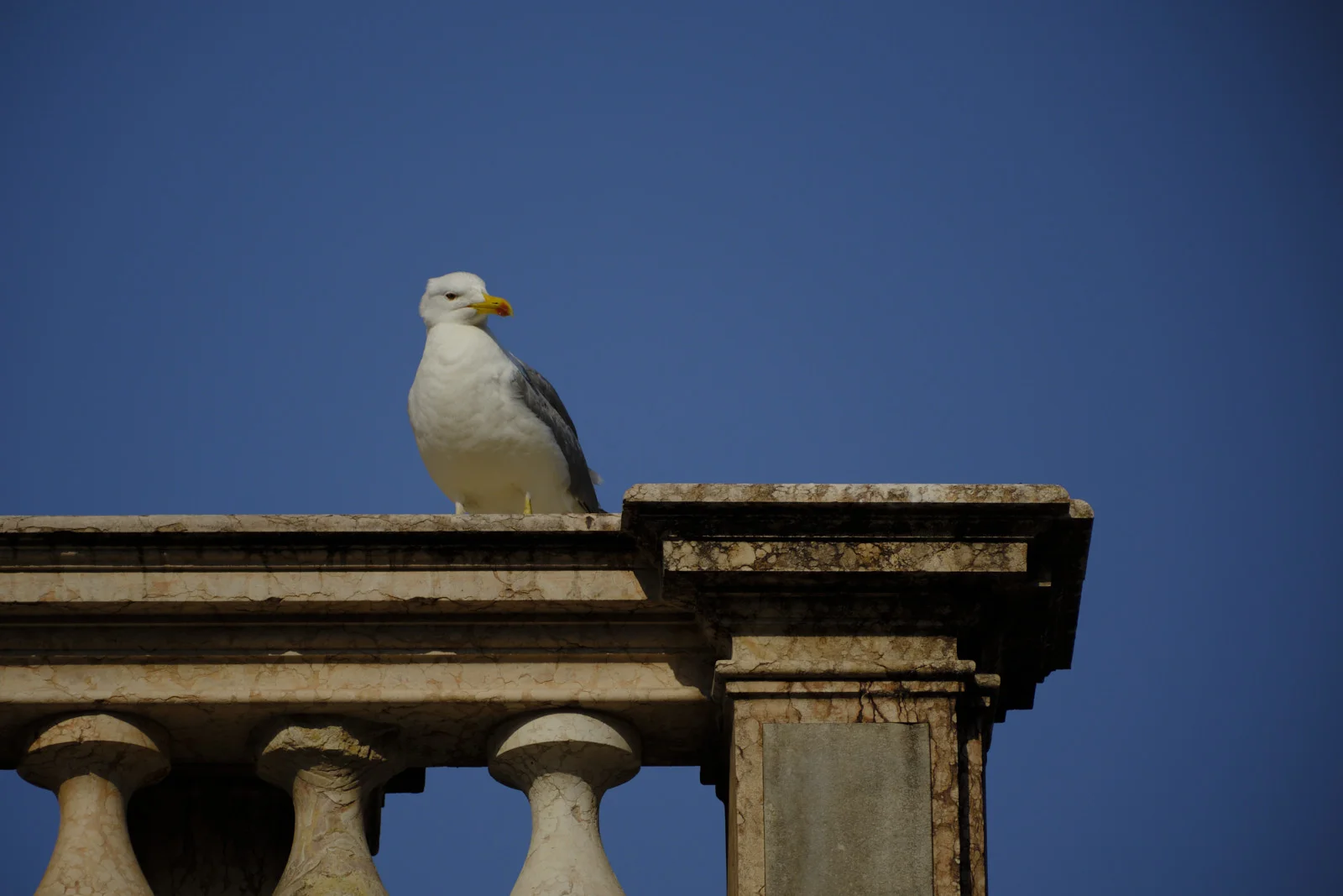 White gull standing on a stone railing against blue sky
