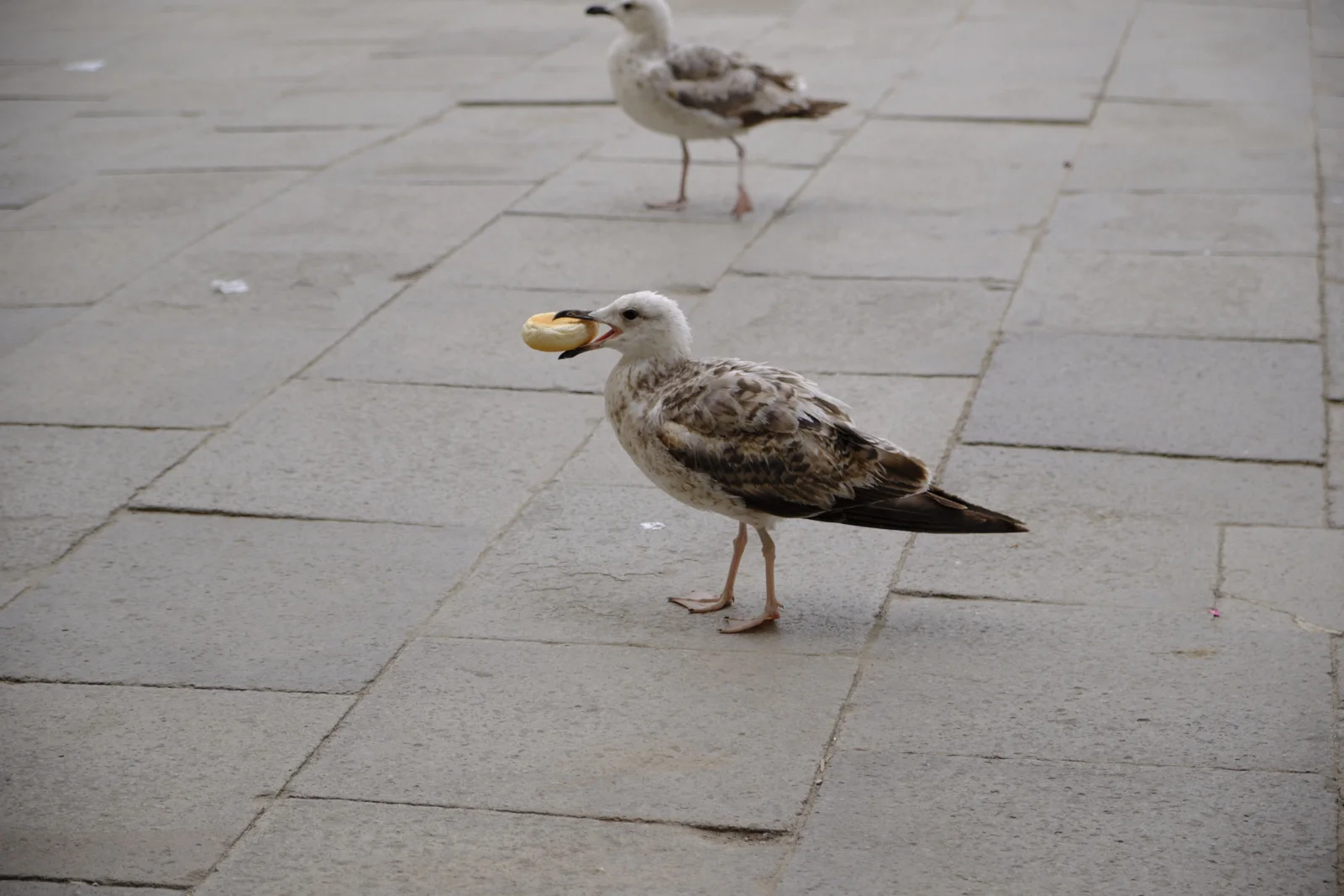 Juvenile gull carrying a bread roll on the paving of Piazza San Marco