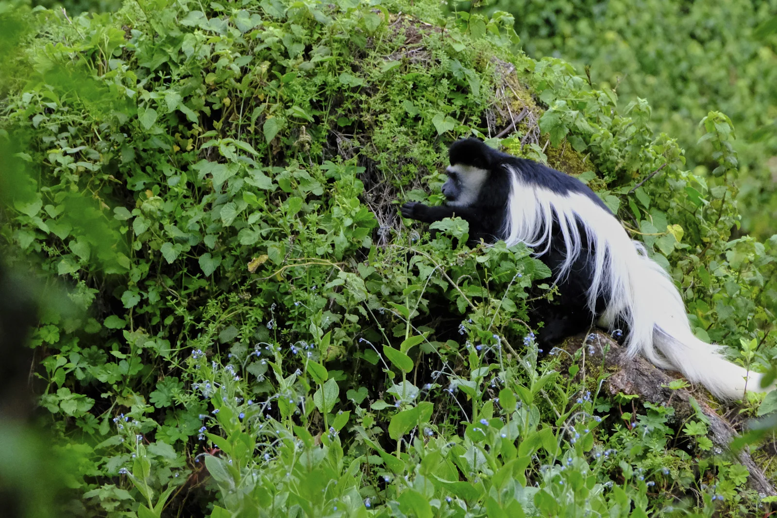 Black-and-white colobus in the rainforest on Kilimanjaro