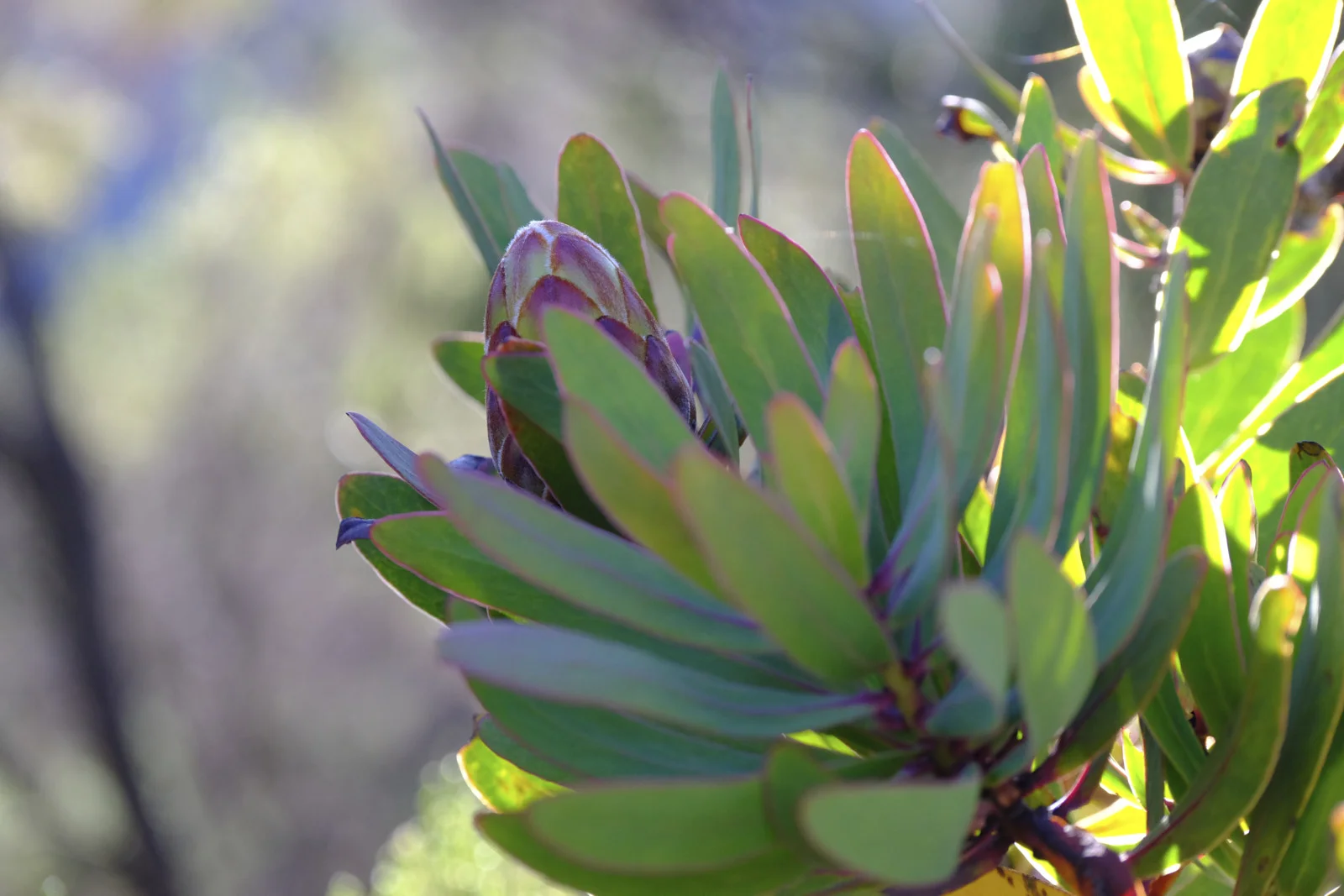 Kilimanjaro protea bud with red-edged leaves