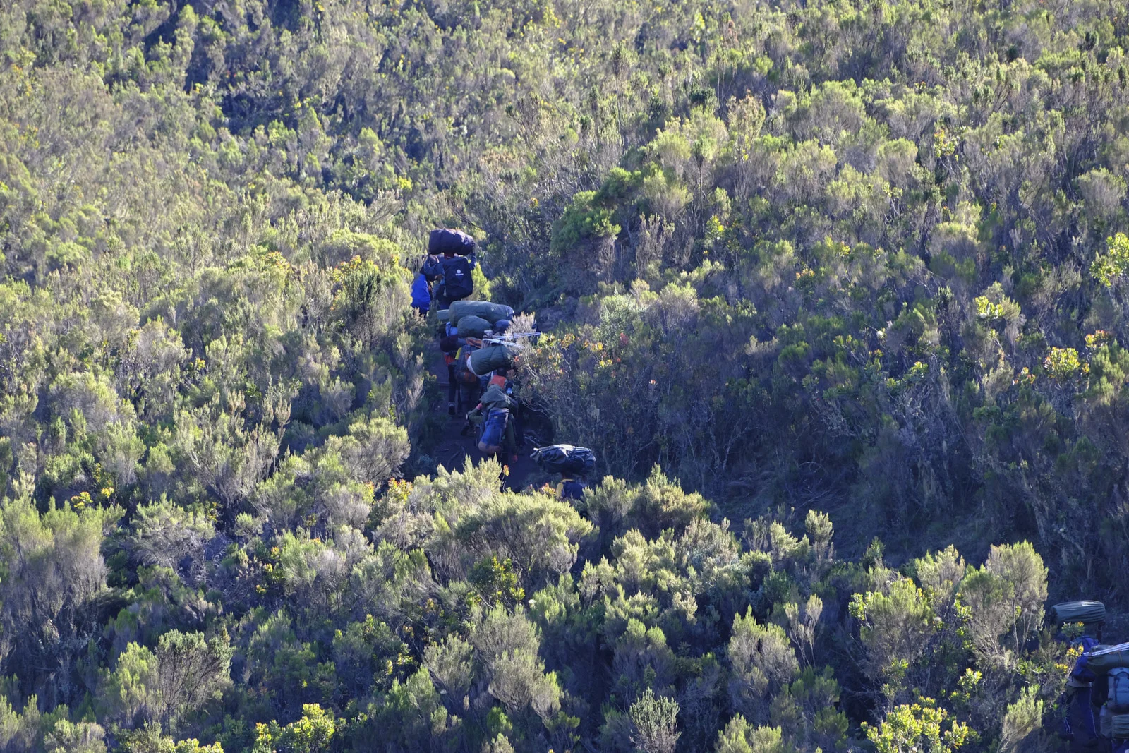 Porters carrying loads on a trail through heath shrub