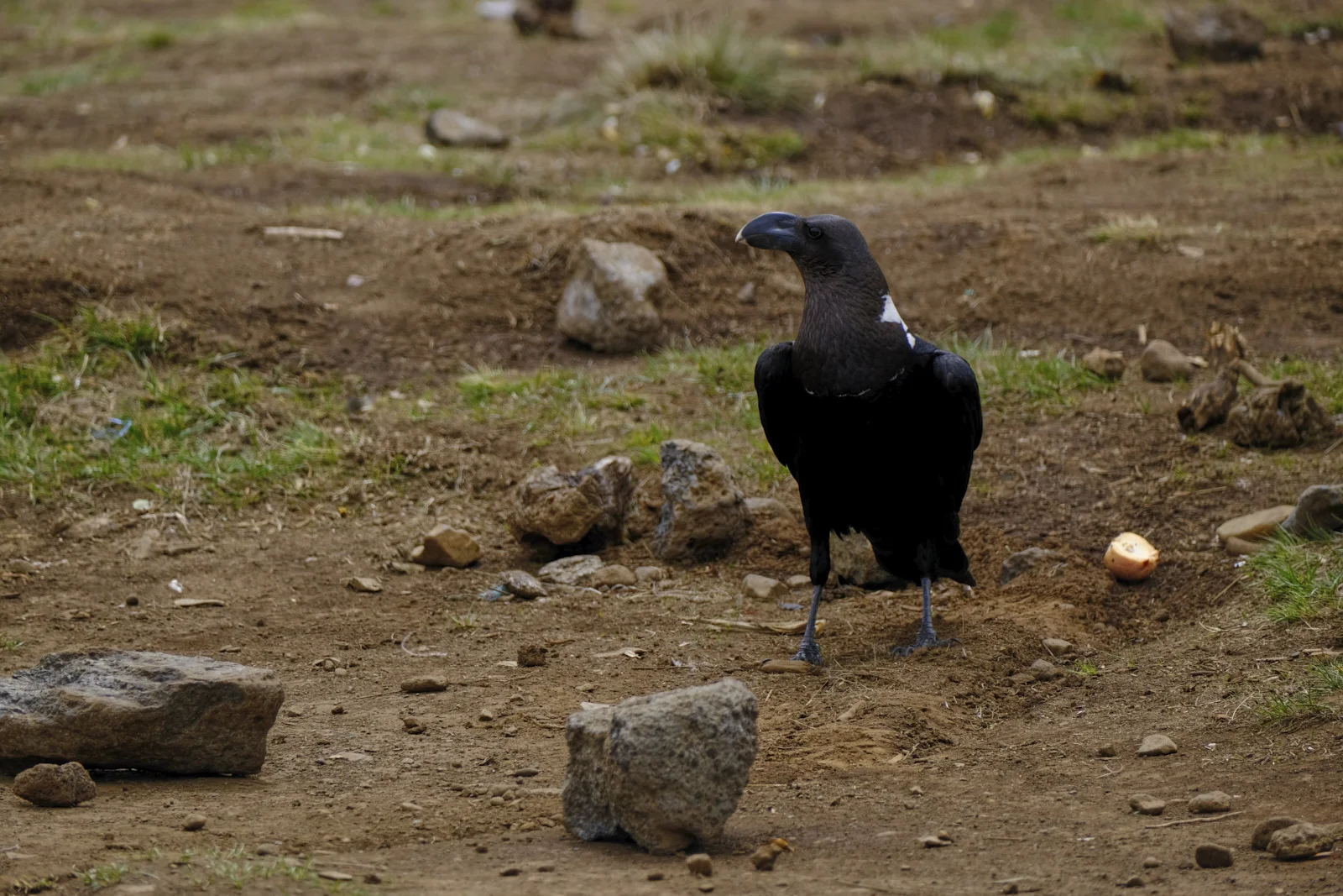 White-necked raven standing on bare ground