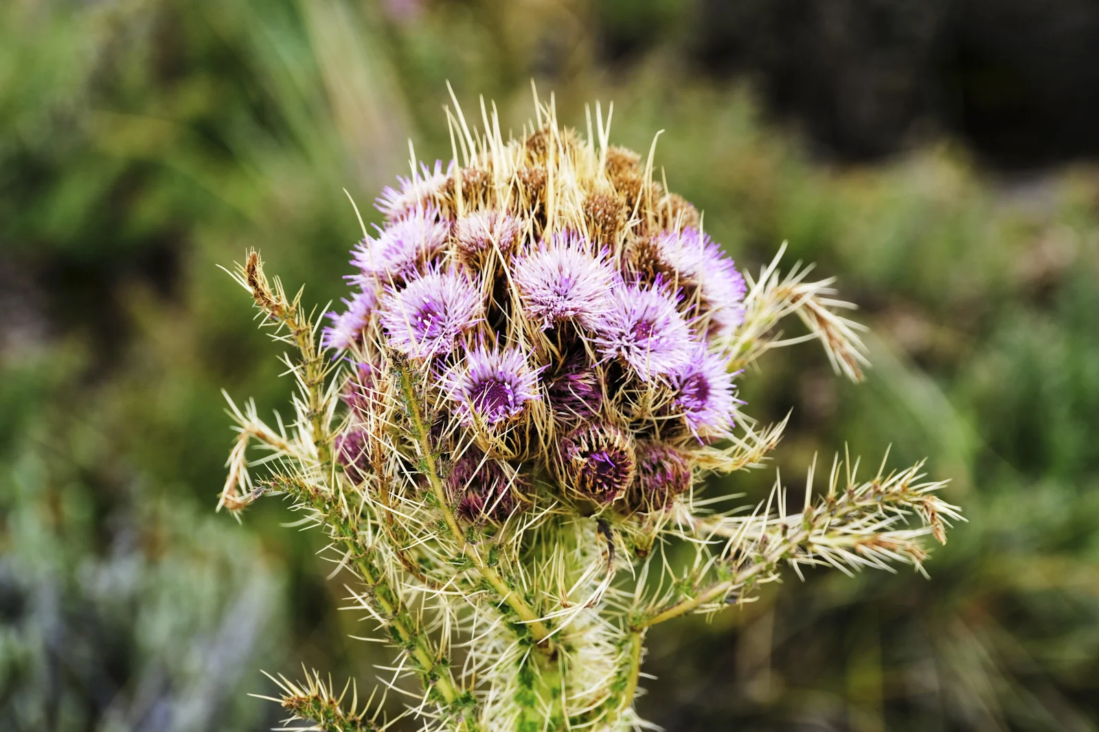 Purple spiny thistle flower on the moorland