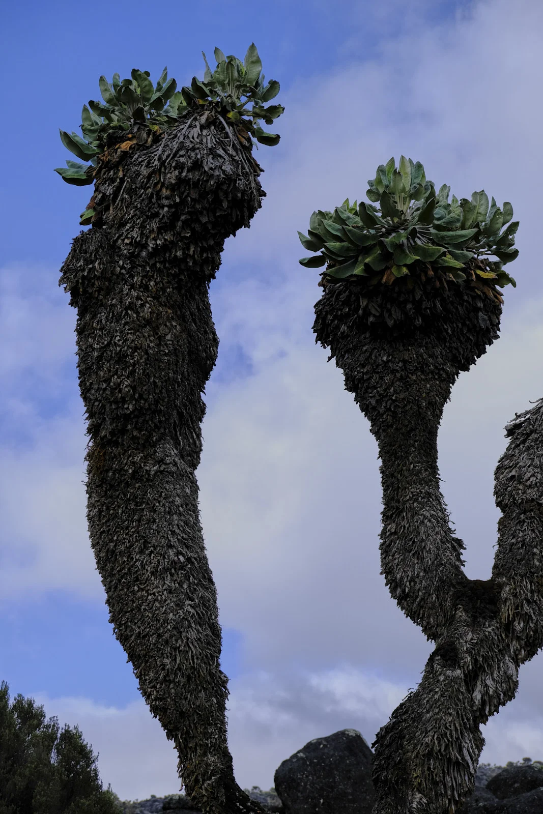 Two giant groundsels silhouetted against blue sky