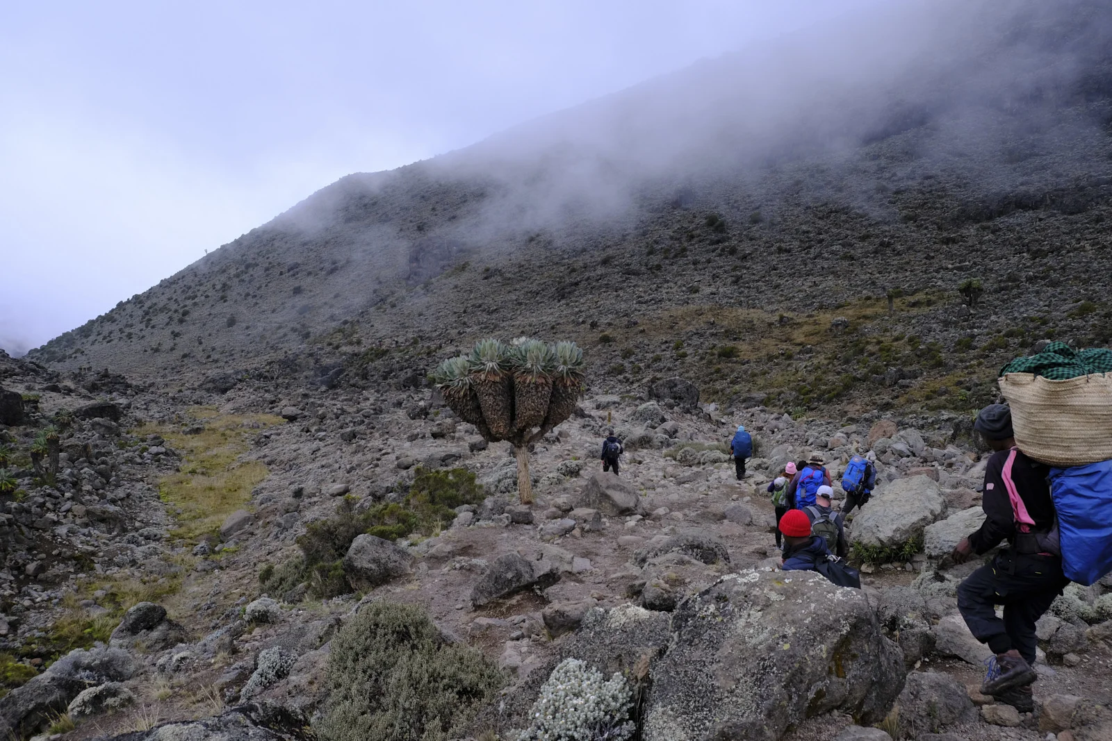 Climbers and a porter descending past a giant groundsel