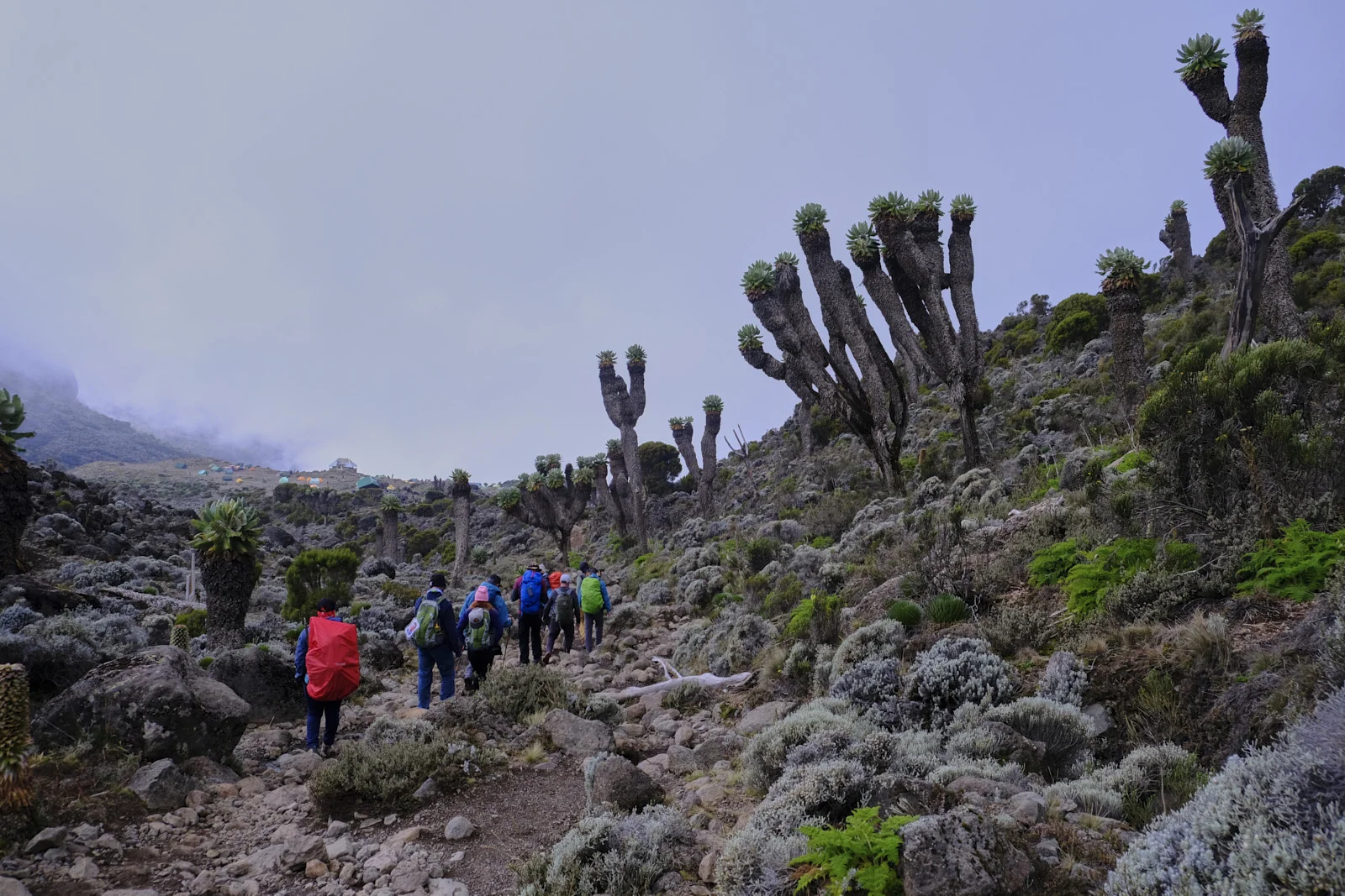 Hikers approaching camp through a forest of giant groundsels