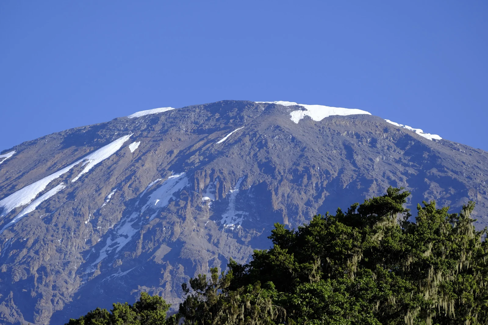 Snowfields on Kibo seen from below through forest trees