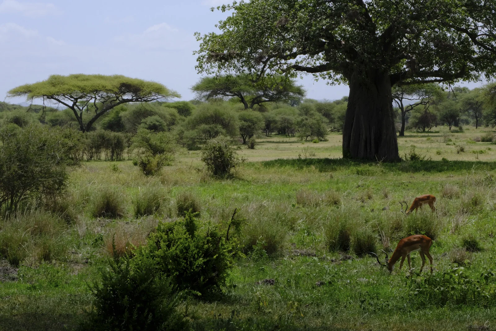 Impala grazing under a baobab and acacias