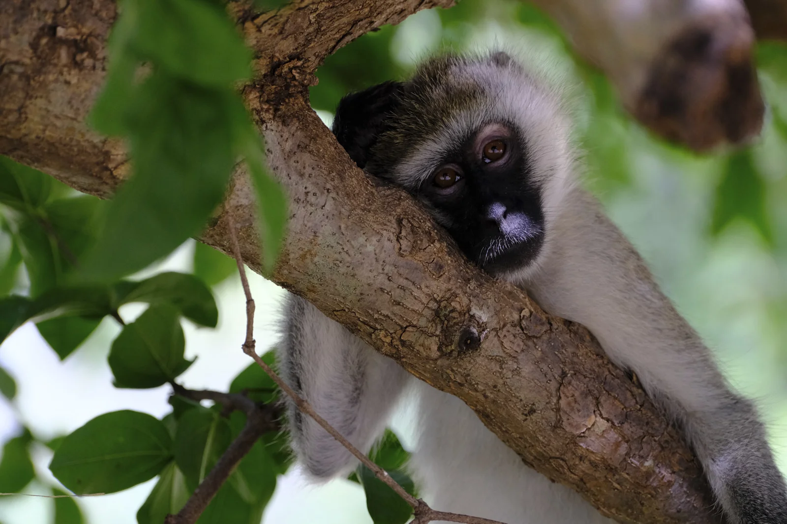 Vervet monkey with a black face resting in a tree
