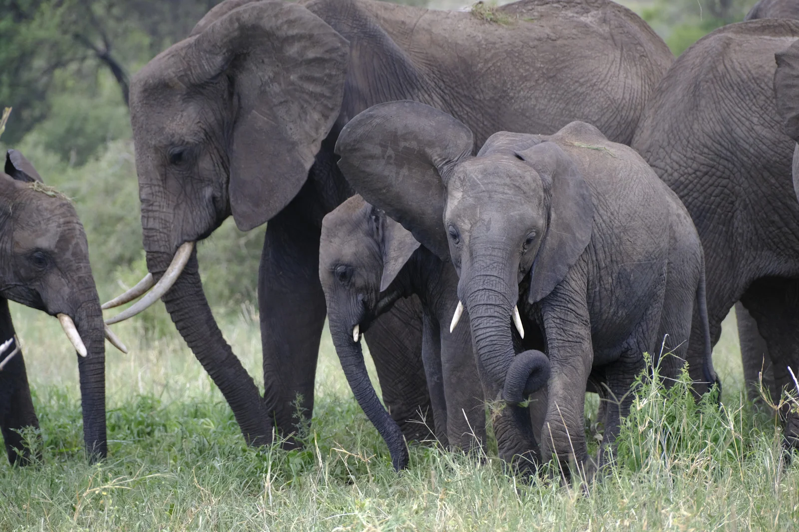 Family of African elephants walking through tall grass