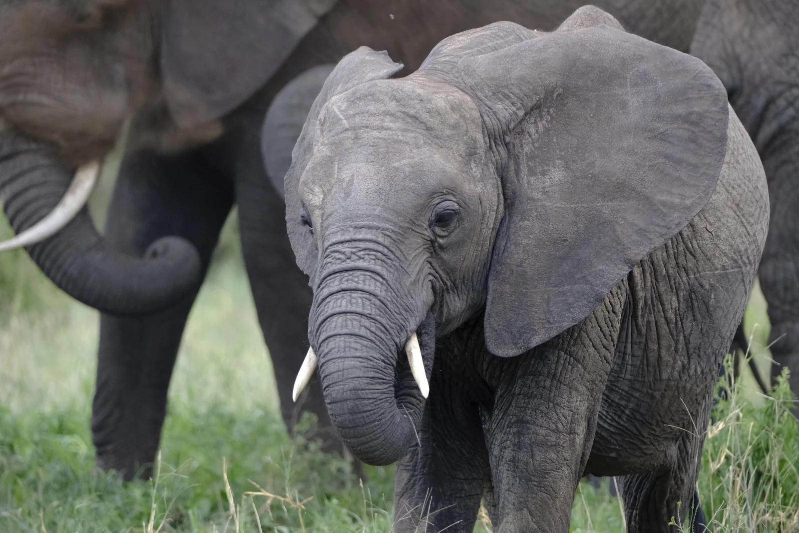 Young African elephant walking toward the camera