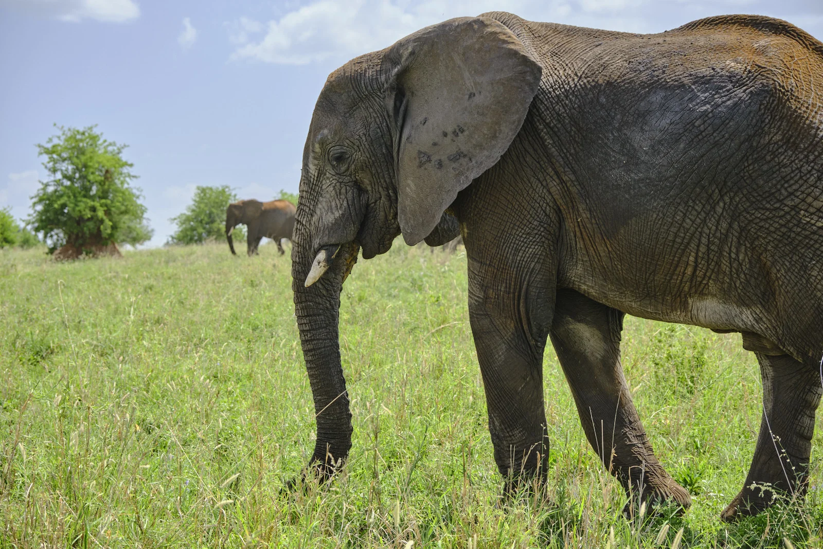 African elephant walking through green grassland