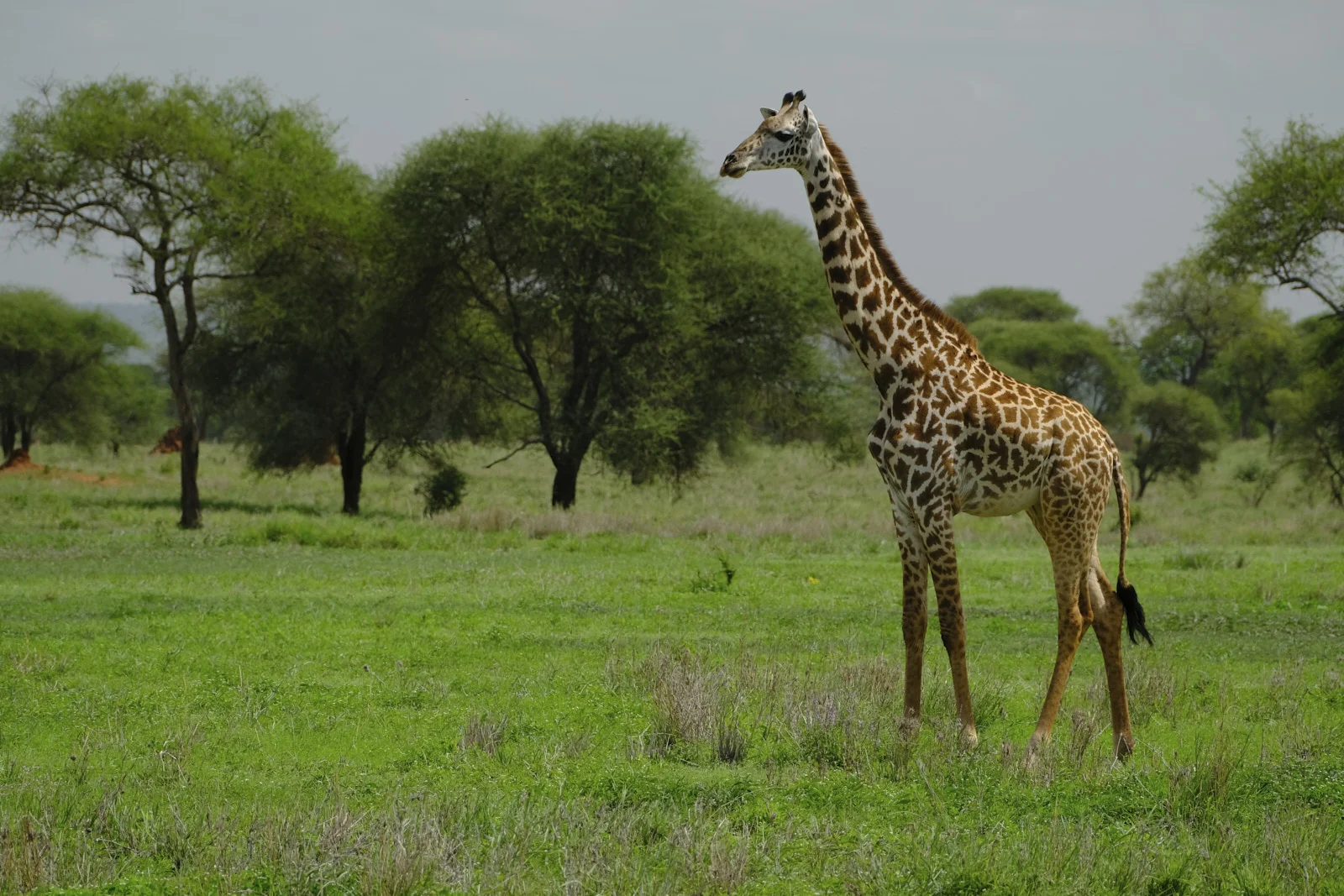 Maasai giraffe standing in green savanna with acacias