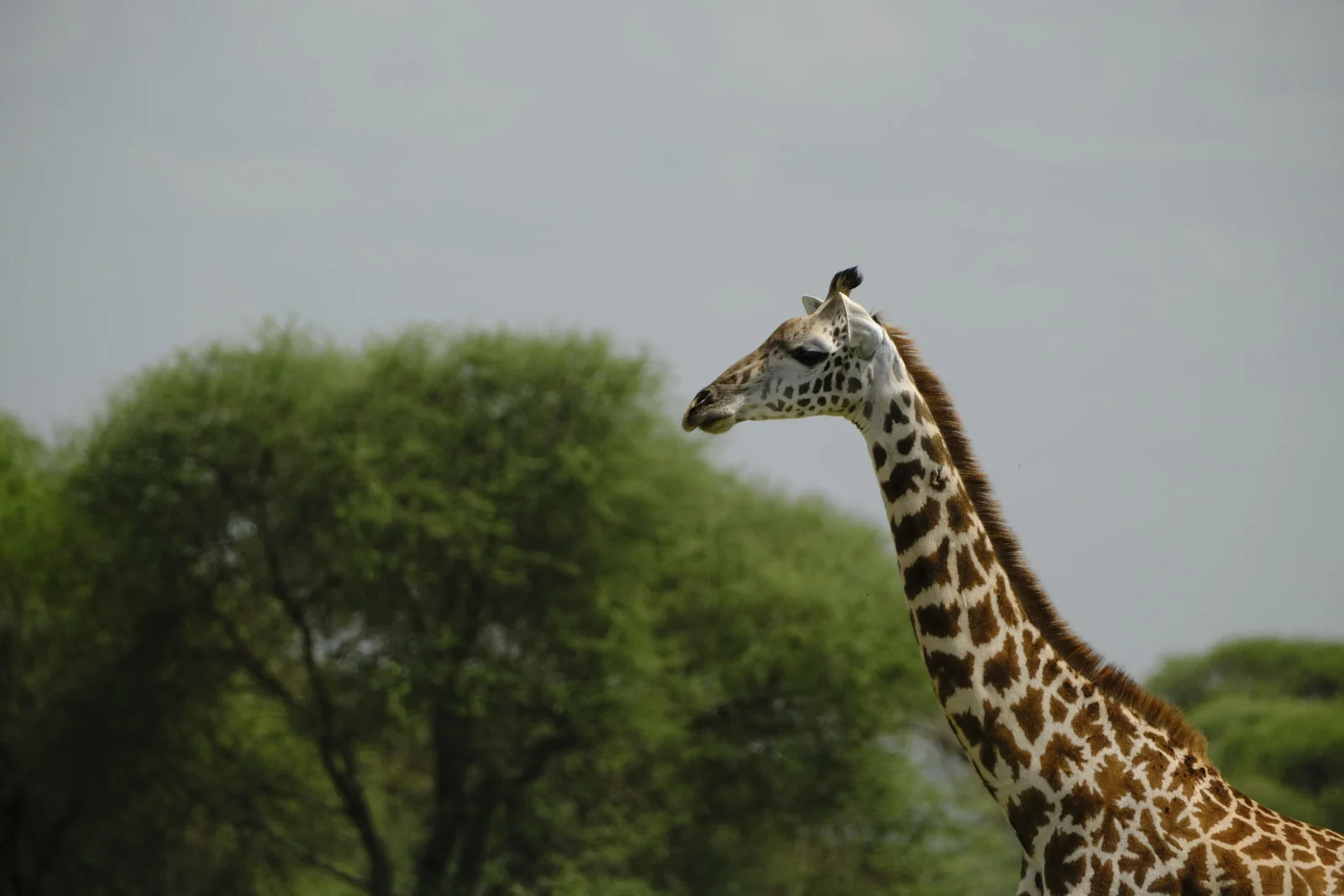 Profile of a Maasai giraffe against trees