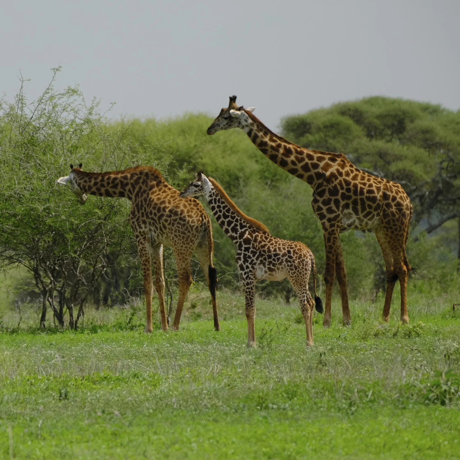 Two adult Maasai giraffes and a calf browsing