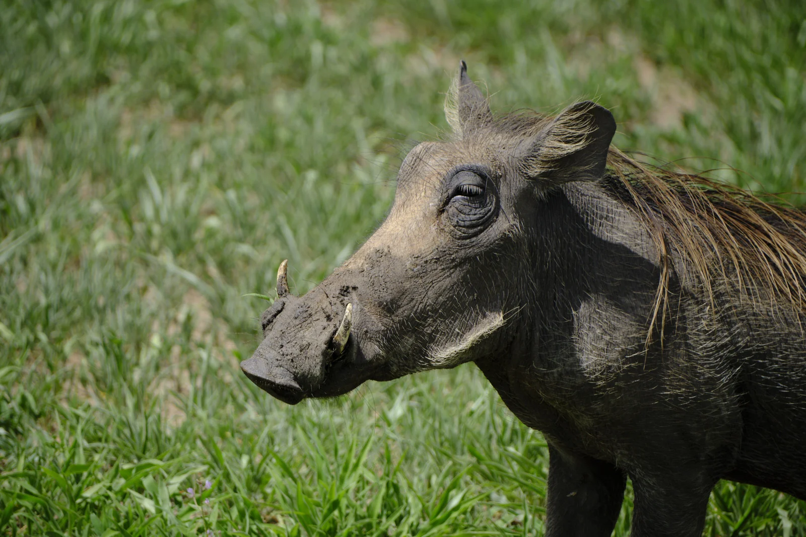 Warthog in profile with curved tusks